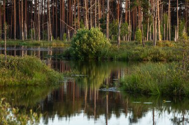 Ormandaki yaz gölü.