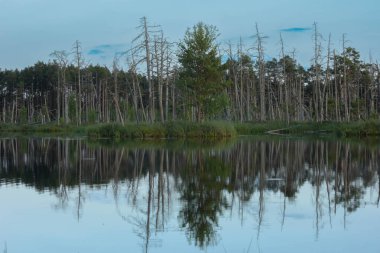 Sabahın erken saatlerinde ormanın ortasında, bir çam ormanında sakin bir göl.