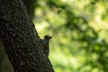 Ormanda küçük bir sincap.