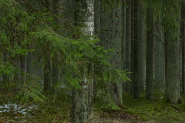 Çam ağacı gövdeleri sonbaharda ormanda yosun ile birlikte.