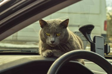 Kedi yolda arabada oturur..