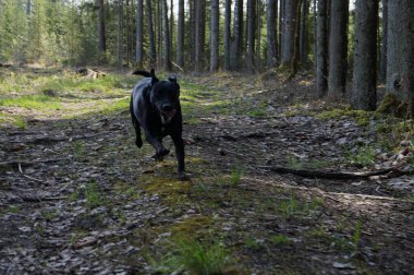 Siyah labrador köpeği ormanda yürüyor.