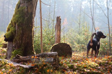 Sonbaharda ormanda siyah köpek