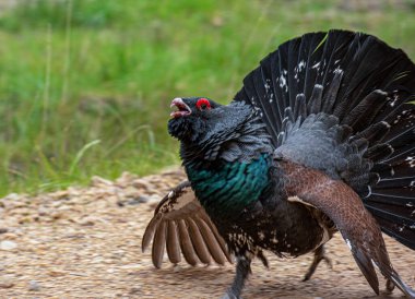 Tavus kuşu, tüylü kuş