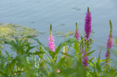 Bahçedeki pembe çiçekler