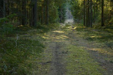 Ormandaki ağaçların arasından geçen orman yolu.