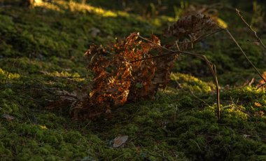 Sonbaharda güzel yosun