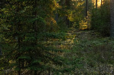 Ormandaki güzel gün batımı