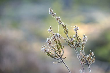 Bir ağ ile bahar sabahı