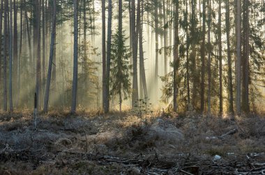 Sabah sisinin güzel ormanları