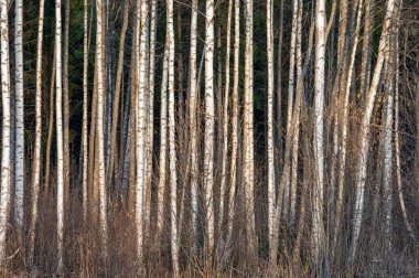 İlkbaharın başlarında huş ağacı ormanı