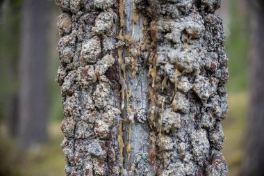 Çam ağacı kabuğunun yakın görüntüsü