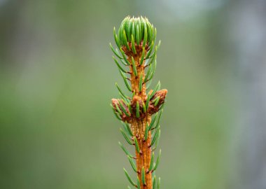 Ormandaki çam ağacı