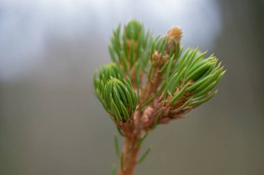 close up of a pine branch with a young green leaves. spring background