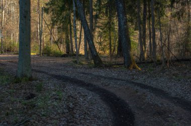 Gün batımında çam ormanında yol