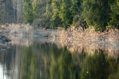 Bir göl, ağaçlar, yapraklar ve dallarla dolu bahar sabahı manzarası.