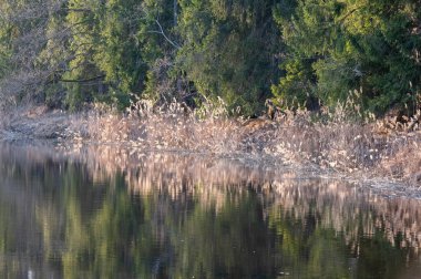 Ağaçların ve yaprakların arka planında bahar gölü