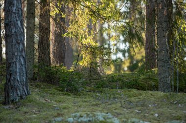 İlkbaharda sabah orman