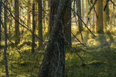 İlkbaharda sabah orman