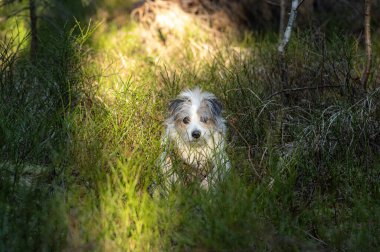 Ormandaki sevimli köpek.