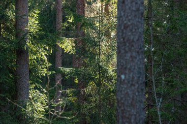 İlkbaharda sabah orman