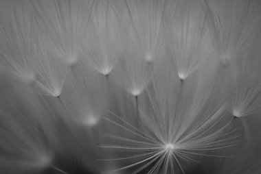 Siyah arkaplanda beyaz ve siyah karahindiba.