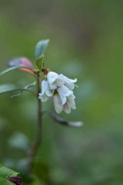 Güzel botanik fotoğrafı, doğal duvar kağıdı.