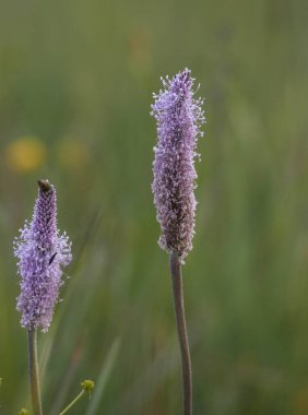 Doğal çayırlarda güzel çiçekler
