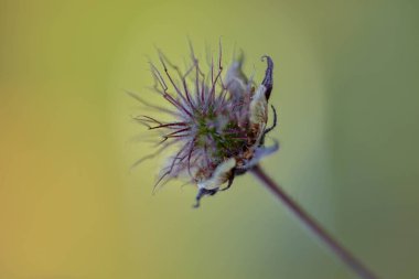 Çayırdaki güzel çiçekler