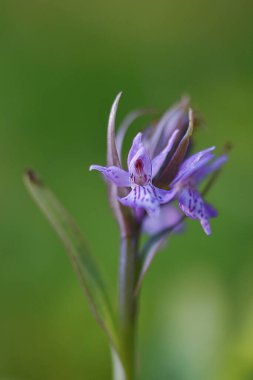 Ormanın arka planında mavi bir rengin çiçeği.