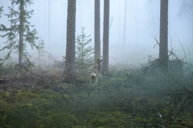Sisin içindeki bahar ormanında koşan bir geyik.