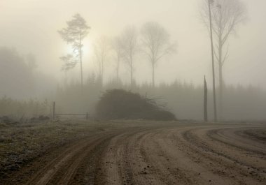 Gün batımında bir ormanda sis