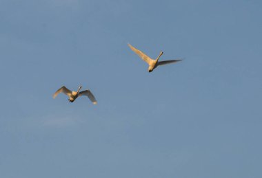 Martı gökyüzünde uçuyor.