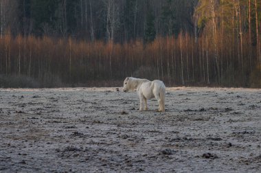 Nehrin kıyısındaki ormanda at otluyor.