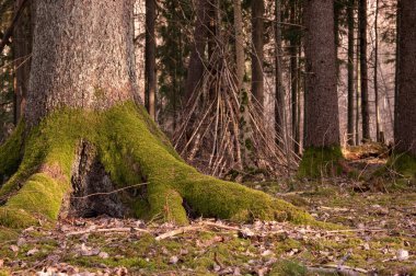 Güneşin ışıltılarında güzel yeşil orman