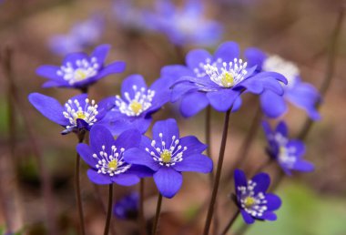 Ormanda mavi şakayık