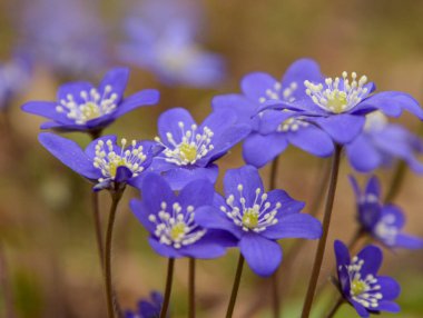 Bahçedeki mavi çiçeğe yaklaş.