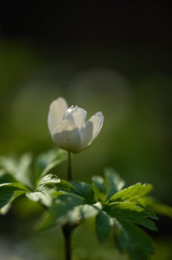 Güzel botanik fotoğrafı, doğal duvar kağıdı.