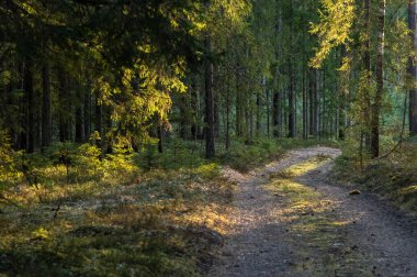 Ağaçların arasından geçen patikanın dikey yakın görüntüsü ve arka planda bir orman.
