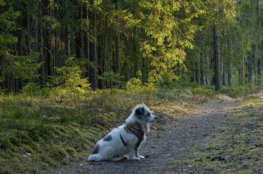 Tüylü benekli köpek baharda orman yolunda