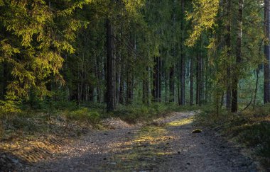 akşam karanlık orman