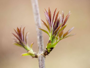 İlkbaharda bir ormanda bir kara dikene yakın çekim