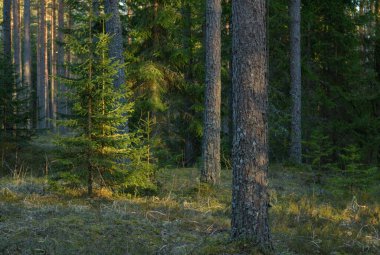 Şafak vakti güzel çam ağacı ormanı