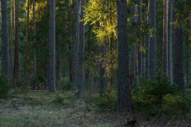 çam ağaçları ve güneş