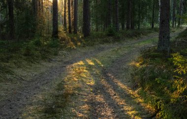 Çam ormanında gün batımı