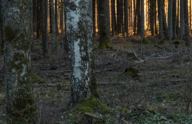 Baharın başında yosunlu karanlık orman