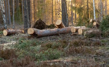 Sonbaharda bir ormanda kesilmiş bir odun yığını. Ormanın arka planı.