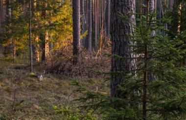 Ormandaki çam ağacının güzel bir görüntüsü.