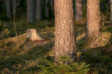 Geçen yıl gün batımında ormanda fundalık çiçekleri vardı.