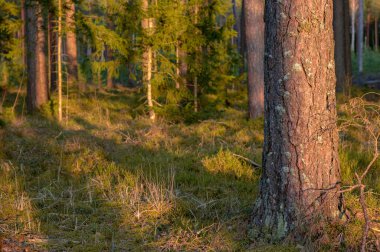 Geçen yıl gün batımında ormanda fundalık çiçekleri vardı.